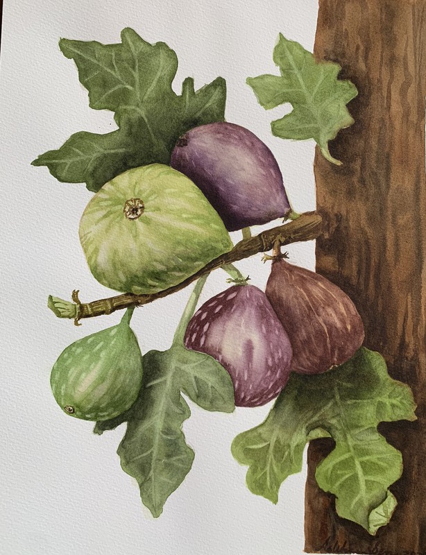 Original botanical watercolor Fig Tree 16×12 fruit art Mediterranean painting
