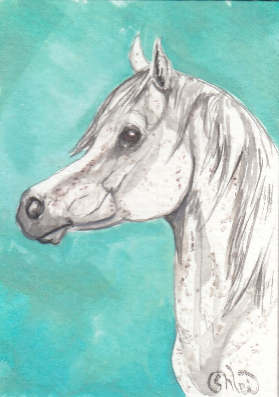 ACEO original Watercolor Art Card HORSE fleabitten gray Welara Welsh cross PONY
