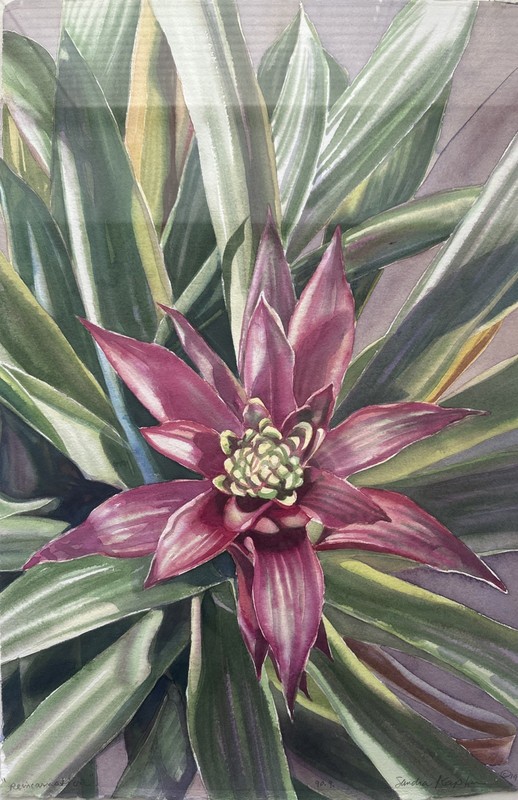 Sandra Kaplan Original Signed Watercolor Bromeliad Botanical 1990 Denver Artist