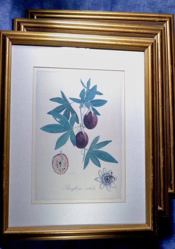 PAINTINGS TRIPLET BOTANICAL STUDIES ILLUSTATION SET SCIENTIFIC HORTICULTURAL