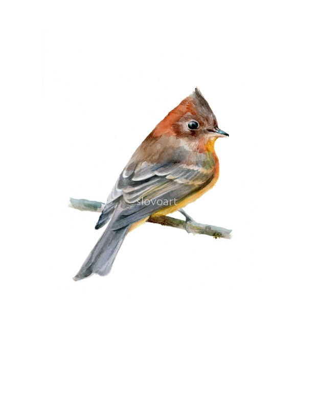 Tufred Titmouse Print of an orign. watercolor painting. 5×7″with white mat 8×10″