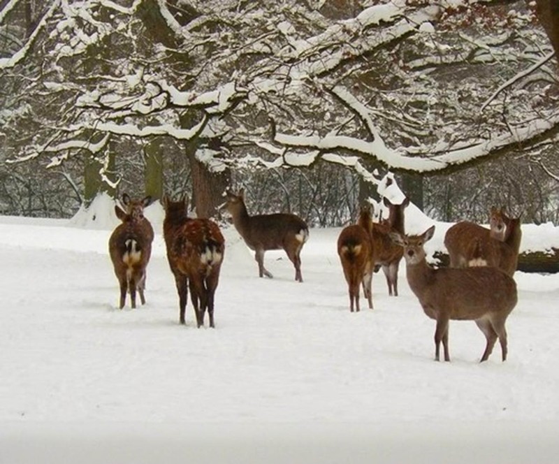 high quality oil painting handpainted on canvas «deer in snow»