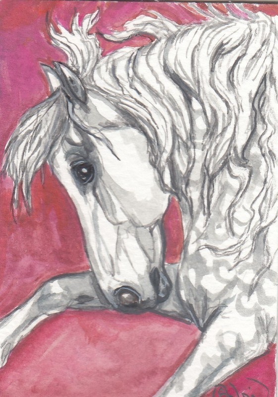 ACEO original Watercolor Art Card HORSE dapple gray PONY stallion showing off !