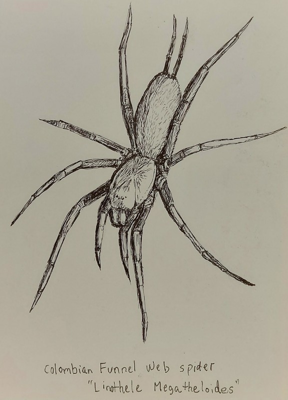 Linothele megatheloides (Colombian Funnel Web Spider) original Art ink drawing gallery