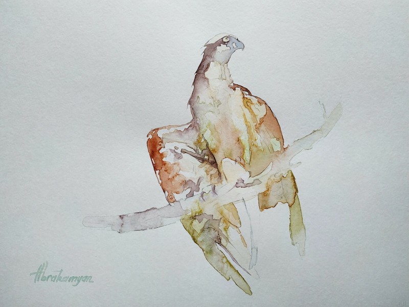 Osprey, Birds, Watercolor artwork, Handmade, Original painting on paper