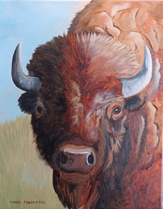 Original oil painting wildlife buffalo American bison bull Carol Proebstel