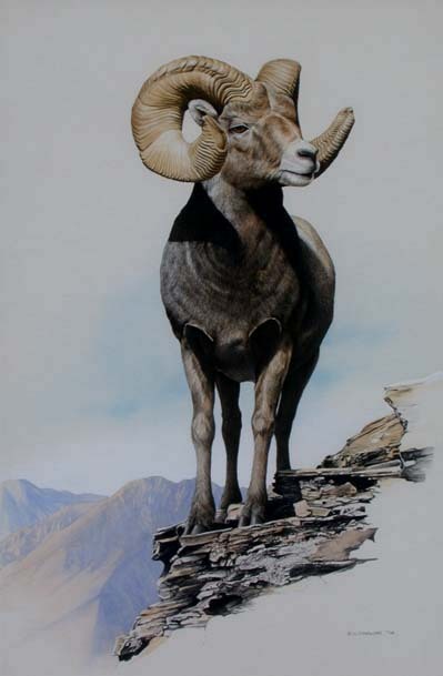 Ron Parker Big Horn Sheep Painting Canadian Listed Wildlife Artist Art 1978