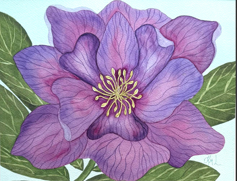 PAINTING WATERCOLOR FLOWER HELLEBORE PURPLE PINK MAROON 11X14 & MAT 16X20 ART