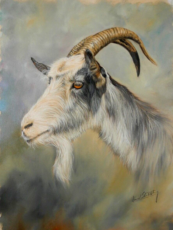 David Stribbling Original Goat Ibex Oil Unstretched Canvas 12×16 Wildlife OOAK