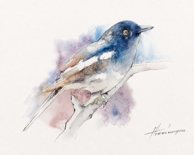 Junco