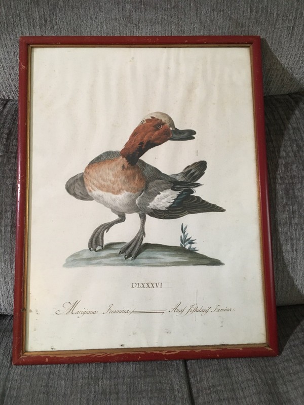 Original 18th century Italian Watercolor of a Duck by Saviero Manetti for Book