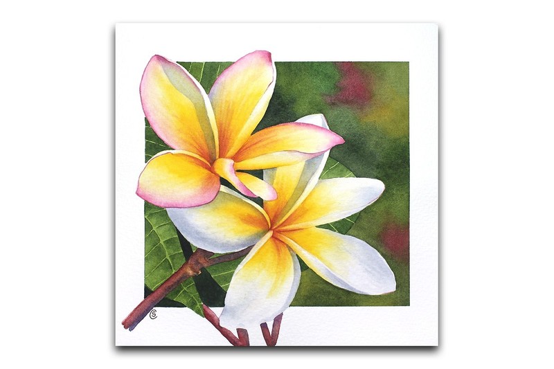 Original art PLUMERIA tropical watercolor flower 8×8″ frangipani Hawaii painting