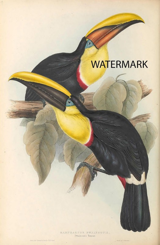 Pl-8 1834 John Gould Edward Lear Ramphastos Swainsonii Swainsons Toucan 17×22