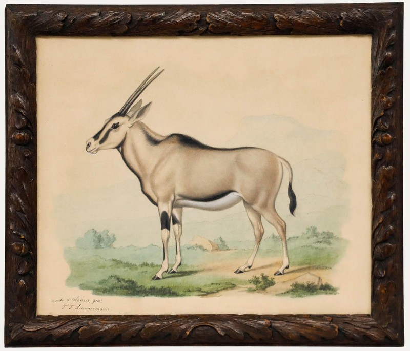 Theodor Franz Zimmermann (1808-1880) – 19th Century Watercolour, Oryx