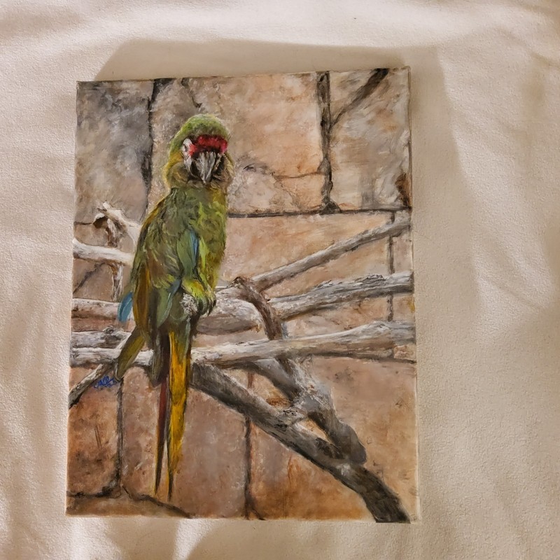 ORIGINAL – MILITARY MACAW – 11×14 UNFRAMED CANVAS – ACRYLIC – WILDLIFE ART