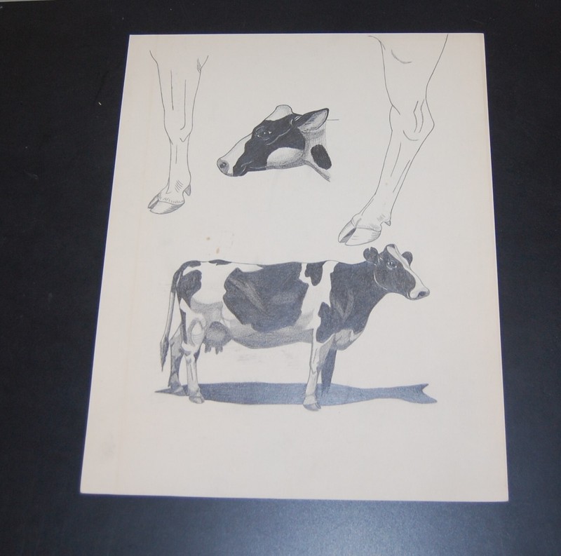 Original Art Work Unrecognized Artist Dairy Cow Study  1950