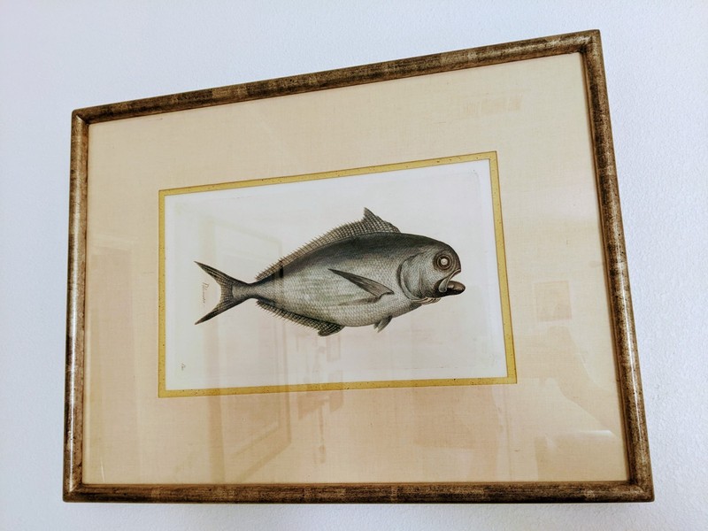 Pair 19th C Hand Colored Fish Engravings (Without Frames)