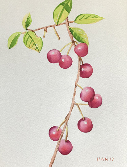 Red Cherry 5, Fruit, Original Watercolor Painting, Signed, Art, 14×10 inch