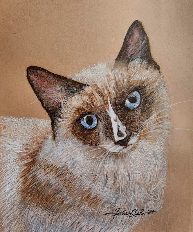 Cat Pet Portrait Color -Pastel-Pencil Original Drawing by Julie Belmont