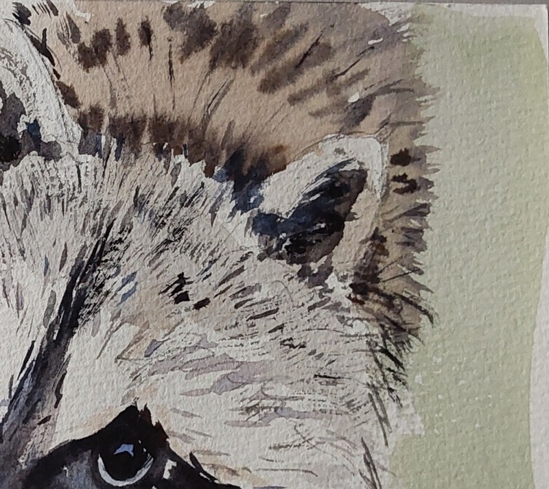 Original Small Watercolor "Mapache" 7.1/2" X 5.1/2" gallery