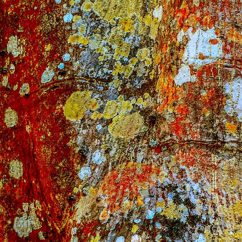 Lichens on Tree 3 – Digital Inkjet Photo Print – 12″ x 12″ with border