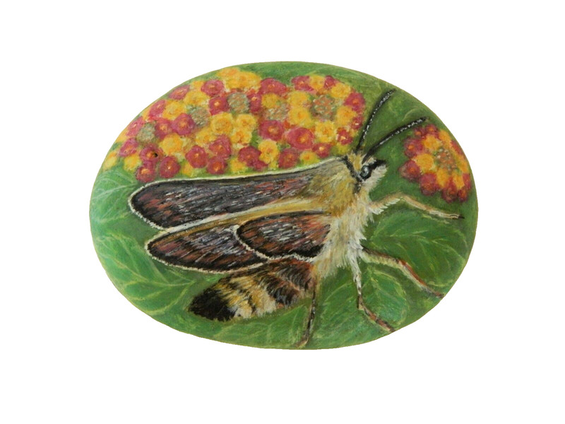Hummingbird Hawkmoth and Lantana Flower Hand Painted on a Beach Rock Paperweight