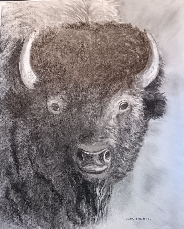 original drawing charcoal buffalo bull portrait on canvas Carol Proebstel