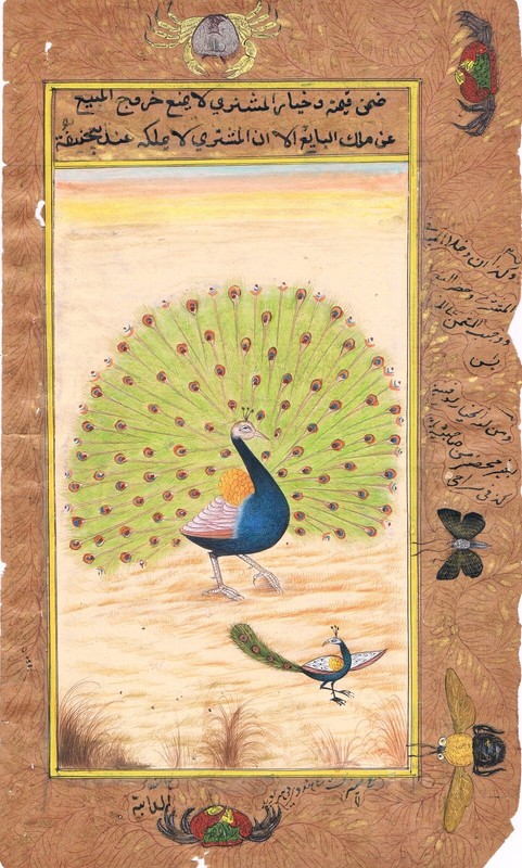India Miniature Painting Of Dancing Peacock Bird Nature Art On Paper 6×10 Inches