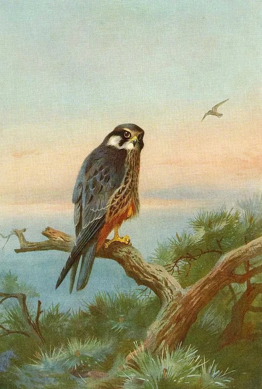 MQ582 Stretched Canvas Frame / Unframed Handmade Bird On Branch Oil Painting