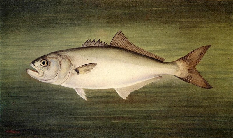 Oil painting still life swimming fish in water Blue-Fish-William-Aiken-Walker-!!