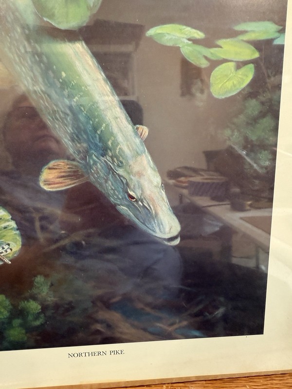 Vintage Bob Hines Fish Print Northern Pike Dragonfly Lily Pads 17" x 14" 1970s gallery