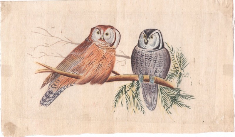 Ornithological Painting Rare Handmade Indian Miniature Watercolor Bird Pair Art gallery