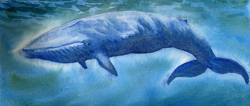 Made to order Original watercolor Blue Whale underwater painting whales artwork