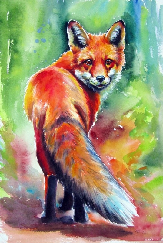 Red fox