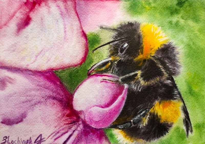 Bumble Bee Wall Art Watercolor Original Art Insect Artwork Pink Painting