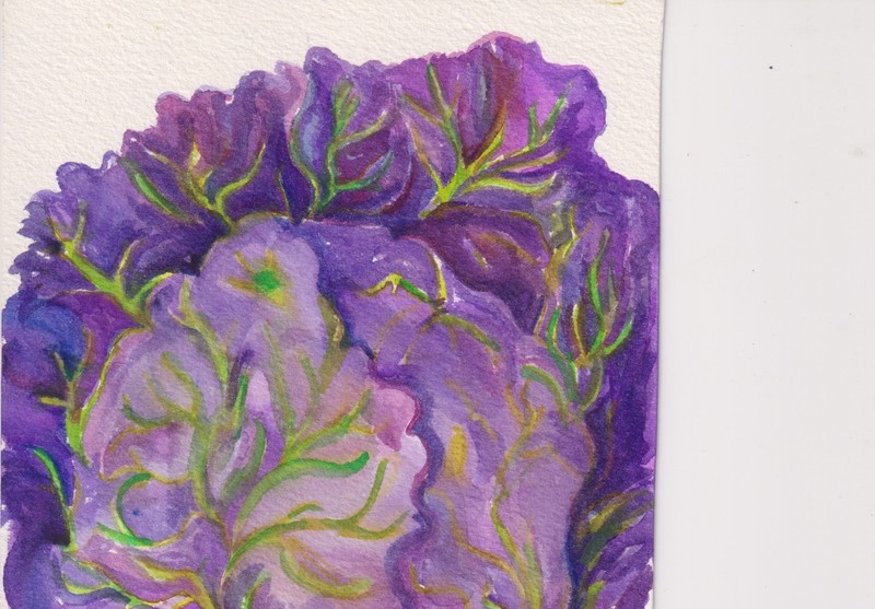 5×7 Purple Cabbage Original Watercolor Painting, Vegetables Sharon Foster