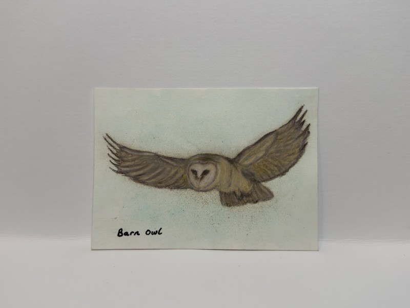 Barn Owl Original Watercolor Art Trading Card ACEO ATC Handmade Artwork