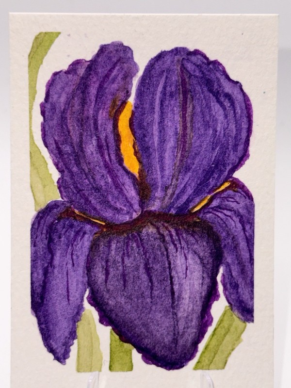 ACEO Original Watercolor Painting Of Purple Iris by Mary Barton KBug.Art