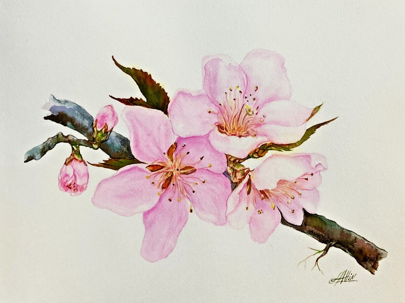 Cherry Blossom Flower Watercolor Original Painting