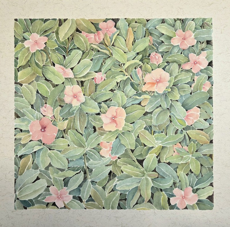 Catharanthus Roseus Watercolor Painting 13inch x 13inch Orignial Illusion Art