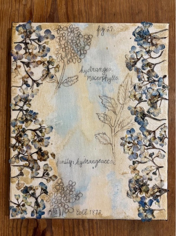 Pressed Hydrangea Botanical Art, Real Flowers, Watercolor Wash Canvas (10x8) gallery