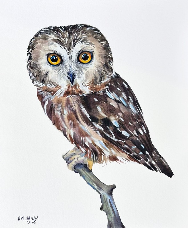 SAW-WHET OWL, AMERICAN BIRD, NURSERY ART, CHILDREN’S ART, OWL BIRD WATERCOLOR