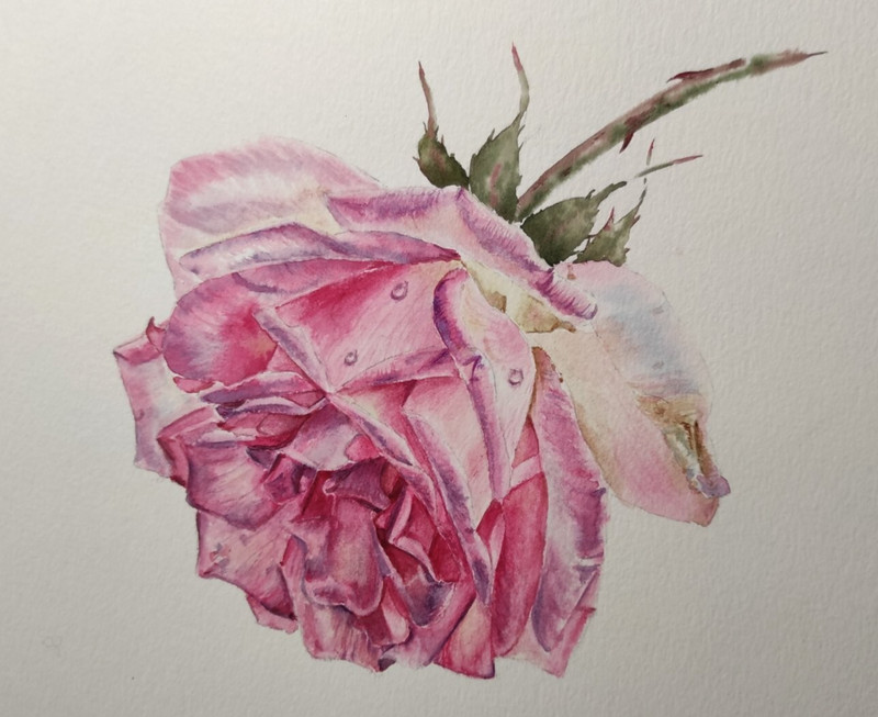 HYPERREALISM FLOWERS Dark PINK Rose Original Arts Painting Floral Woman Gift A4