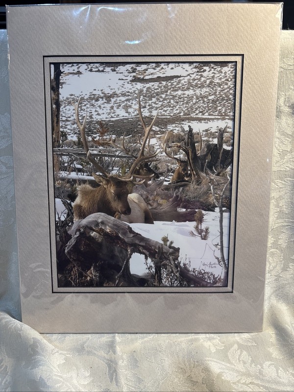 «three bull Elks resting 2005 Wyoming Signed By Harry Bowden Nature Photographer