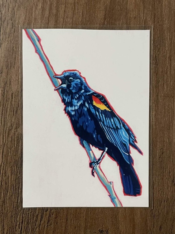 ACEO Red Winged Black Bird PRINTS