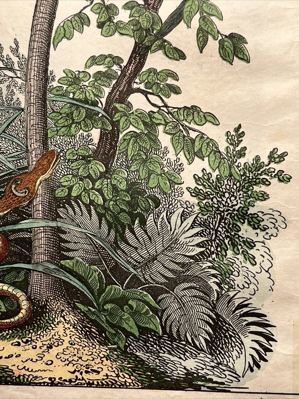 Monkey Parrot Palm Trees Asia Antique Lithograph 1838 Hand Colored Cobra Wate... gallery