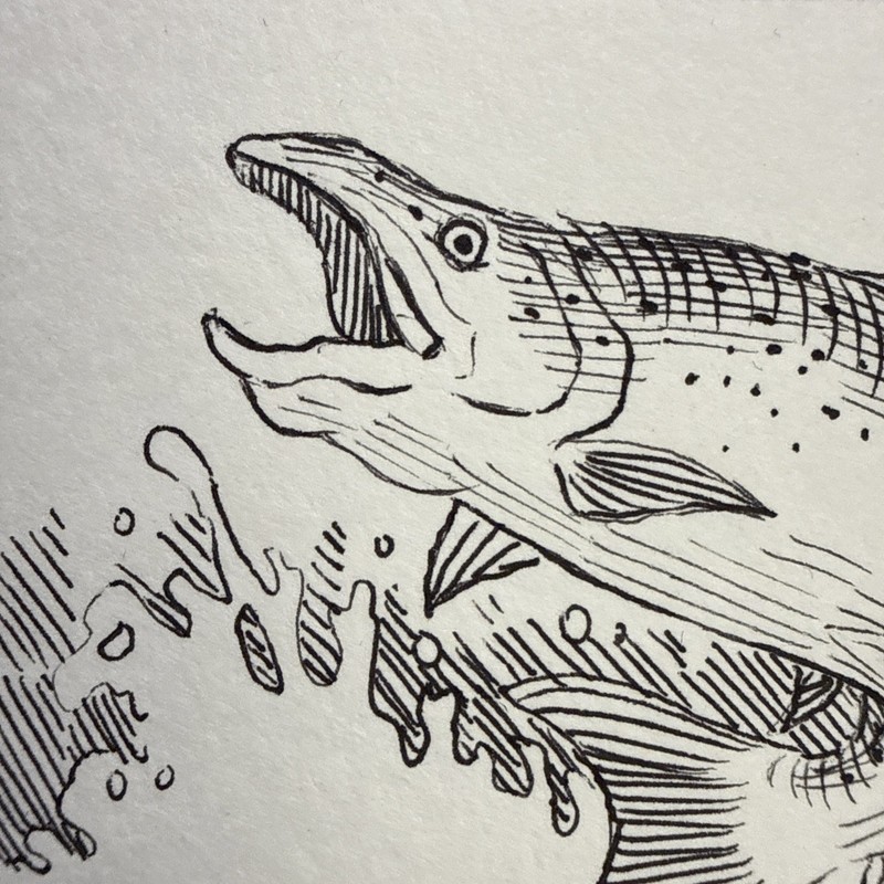 Hand Drawn Trout Aceo OOAK original Signed By The Artist gallery
