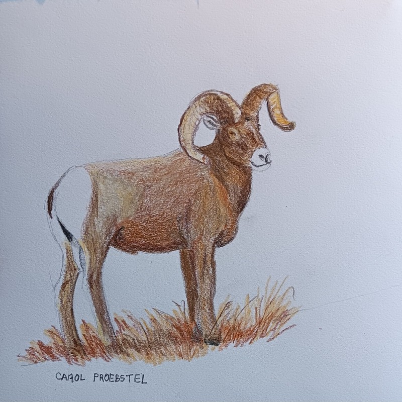 original drawing colored pencil wildlife bighorn sheep ram buck Carol Proebstel