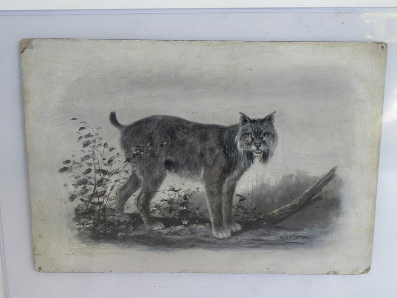 Antique Orig. 1890 Newbold Hough Trotter Lynx Oil Painting on Board