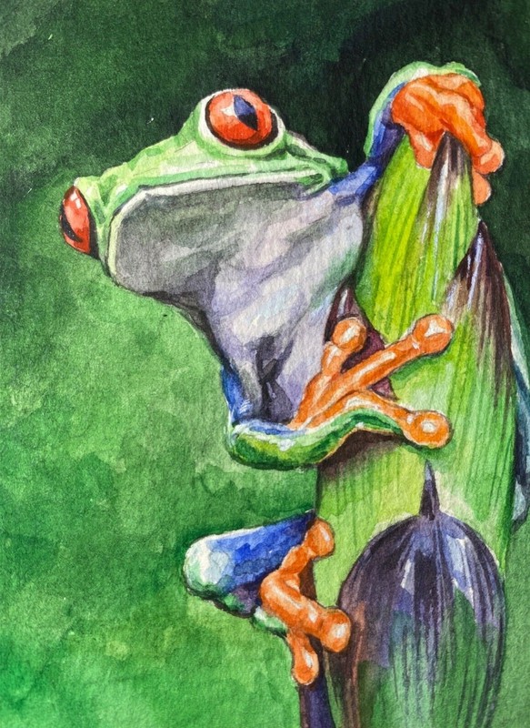 Watercolor Painting Red Eyes Green Frog Tropical Nature ACEO Art –